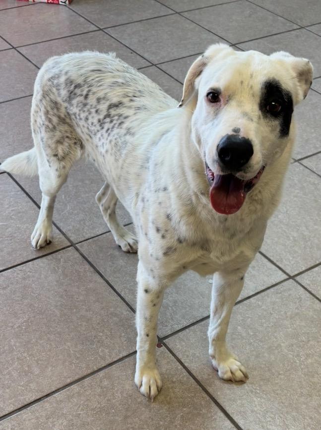 Enlarge Pepper, a Adoptable Cattle Dog in Midland, TX image 2/3
