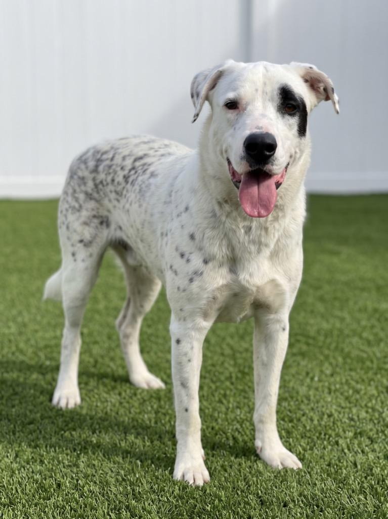 Pepper, a Adoptable mixed breed in Midland, TX image 5/6