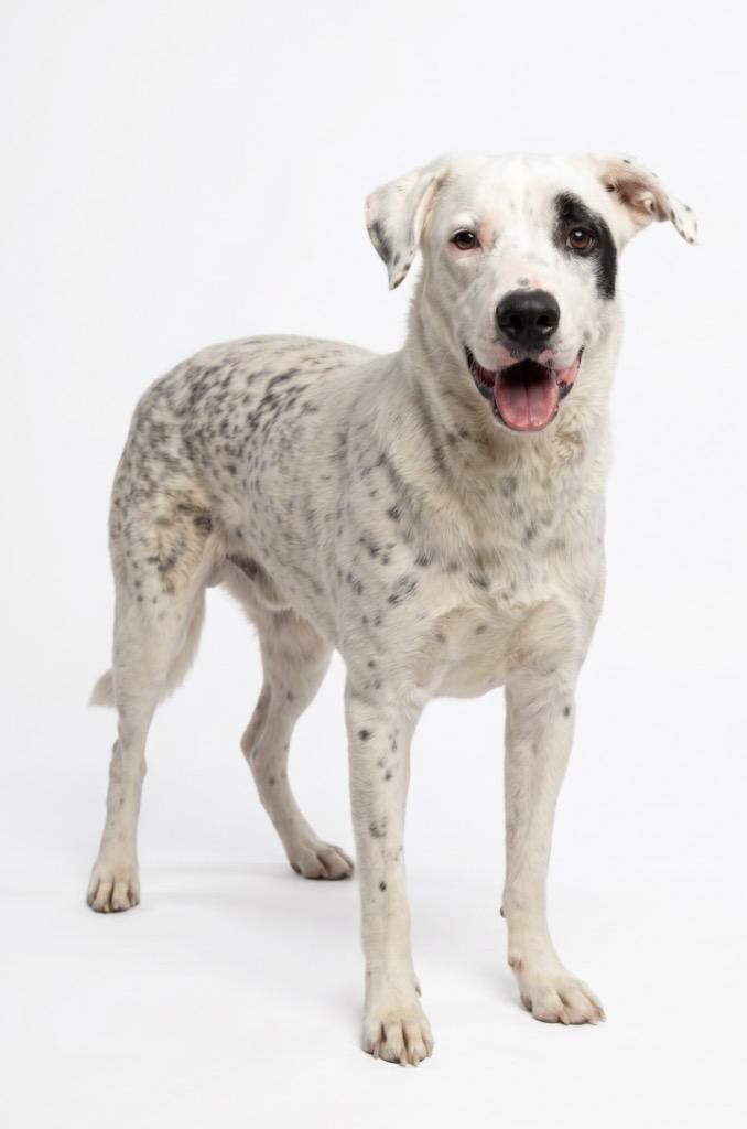 Pepper, a Adoptable mixed breed in Midland, TX image 6/6