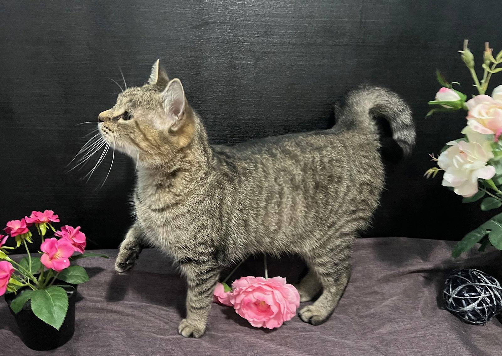 Enlarge Mami, a Adoptable mixed breed in Fayetteville, GA image 1/3