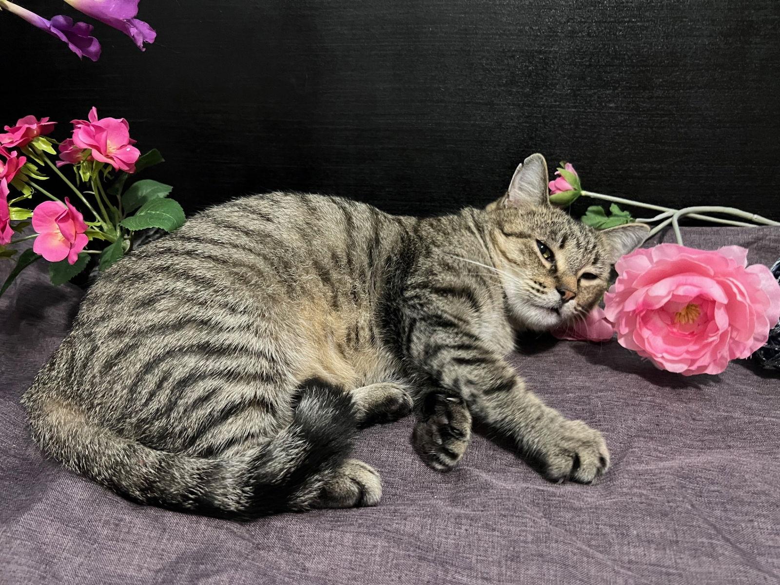 Enlarge Mami, a Adoptable mixed breed in Fayetteville, GA image 3/3