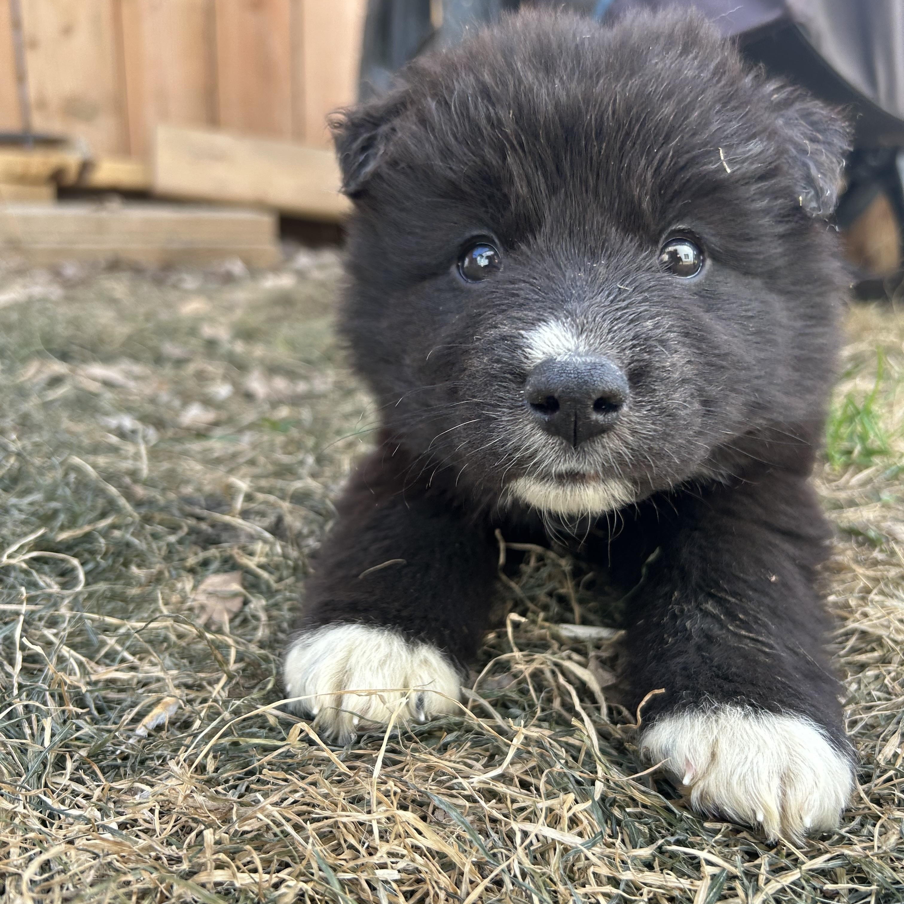 Waffles pending adoption, an adopted mixed breed in Saskatoon, SK image 2/6
