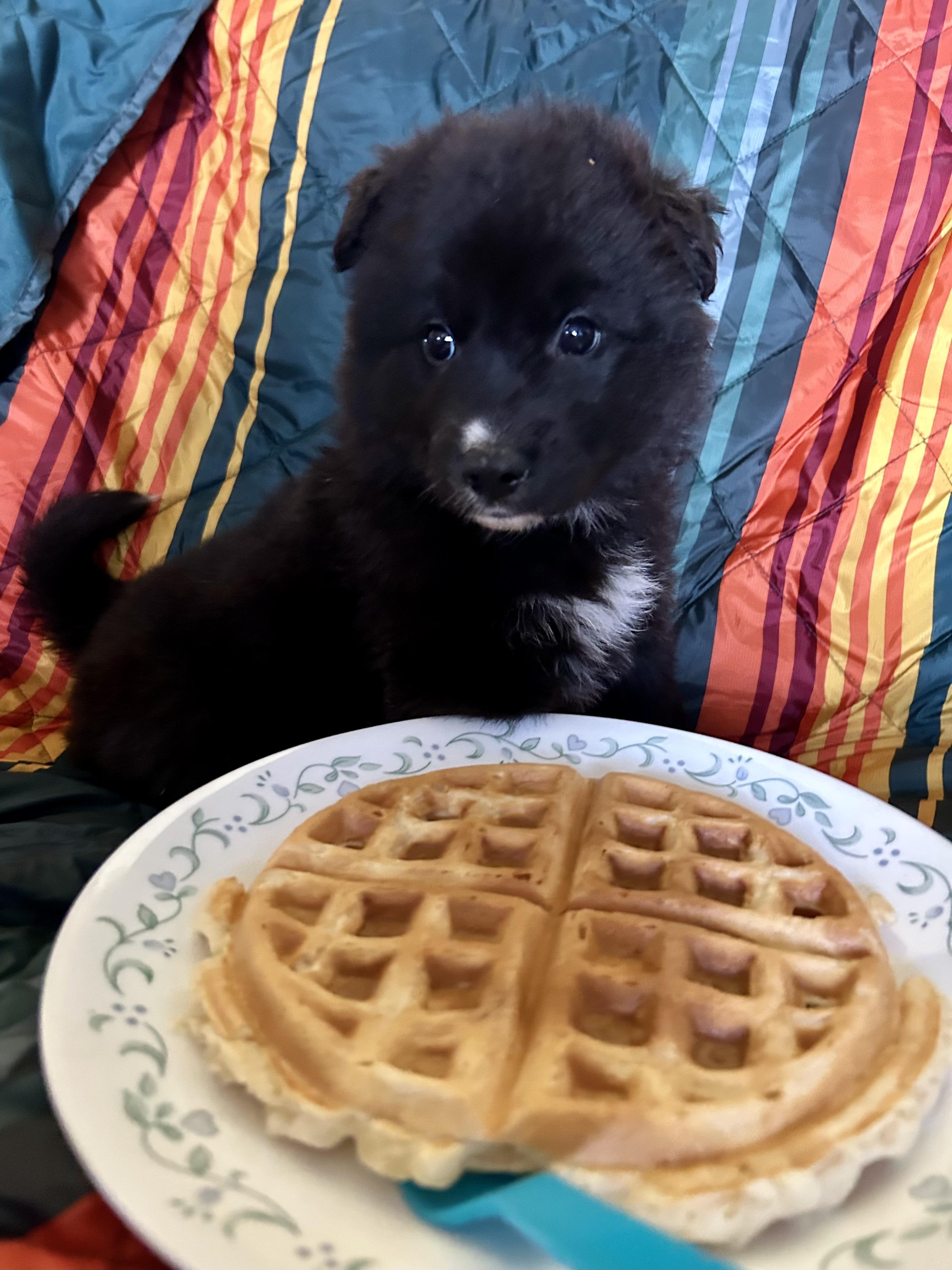 Waffles pending adoption, an adopted mixed breed in Saskatoon, SK image 1/6