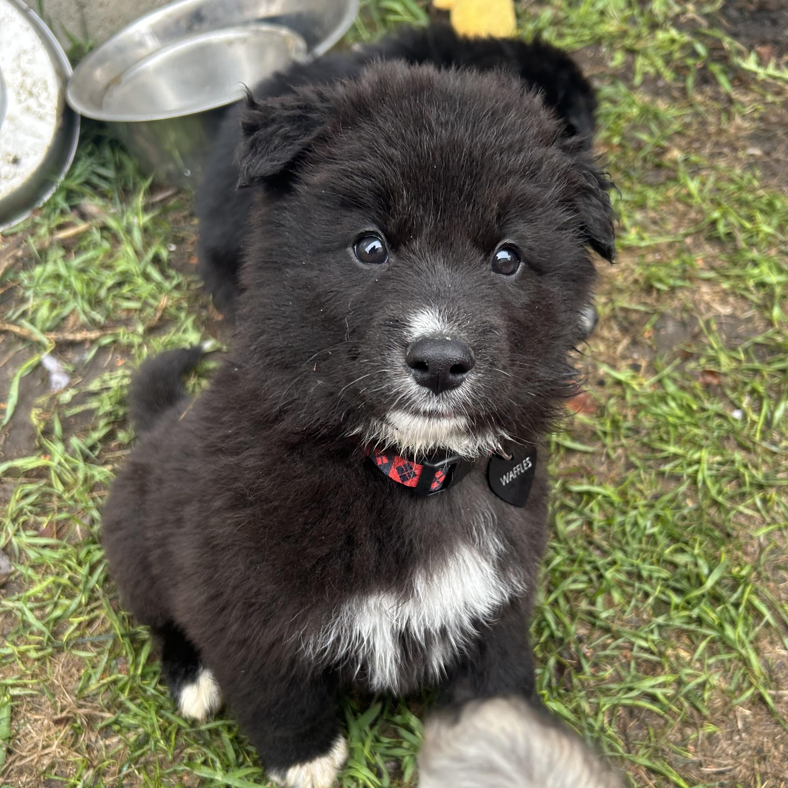 Waffles pending adoption, an adopted mixed breed in Saskatoon, SK image 3/6