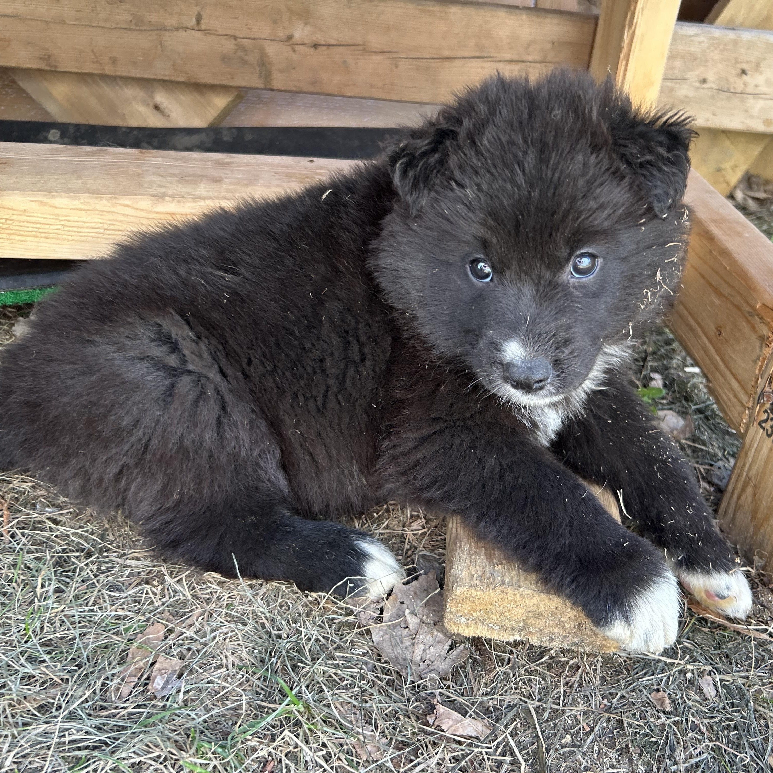 Waffles pending adoption, an adopted mixed breed in Saskatoon, SK image 4/6