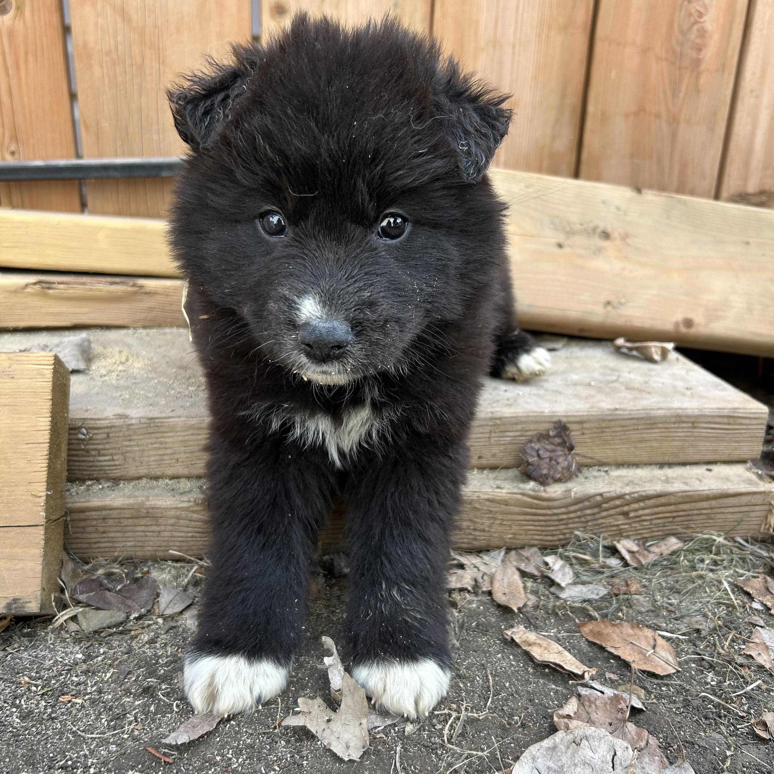 Waffles pending adoption, an adopted mixed breed in Saskatoon, SK image 6/6