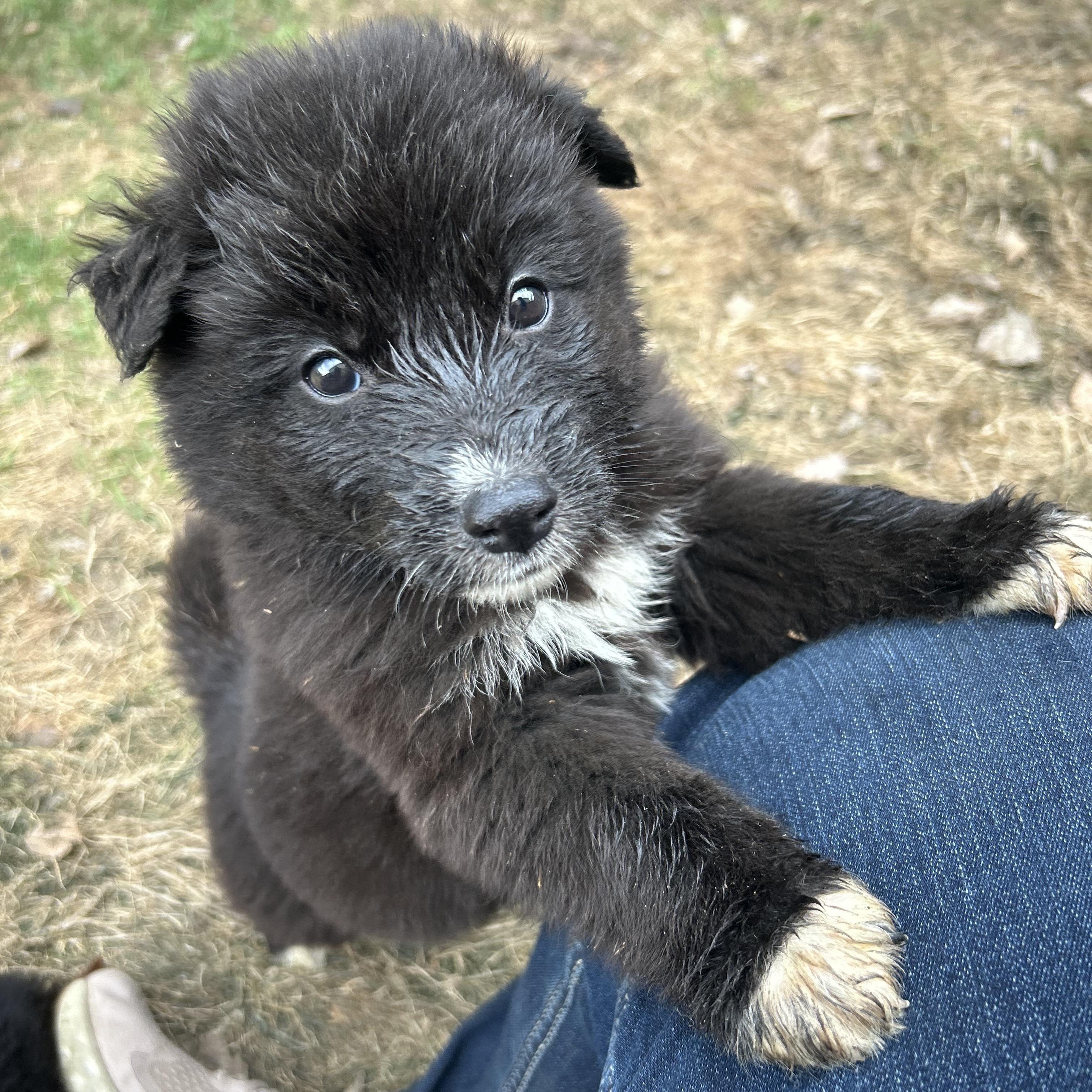 Waffles pending adoption, an adopted mixed breed in Saskatoon, SK image 5/6