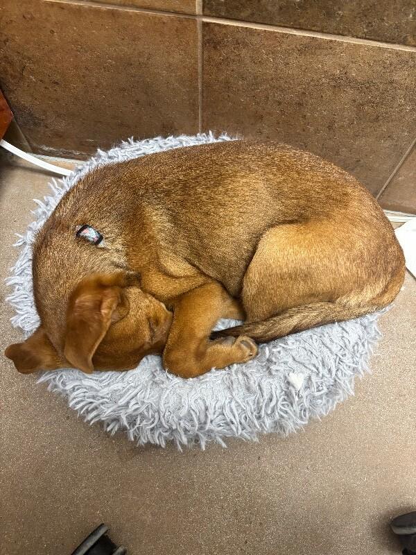 Java, a Adoptable mixed breed in Fort Collins, CO image 1/6