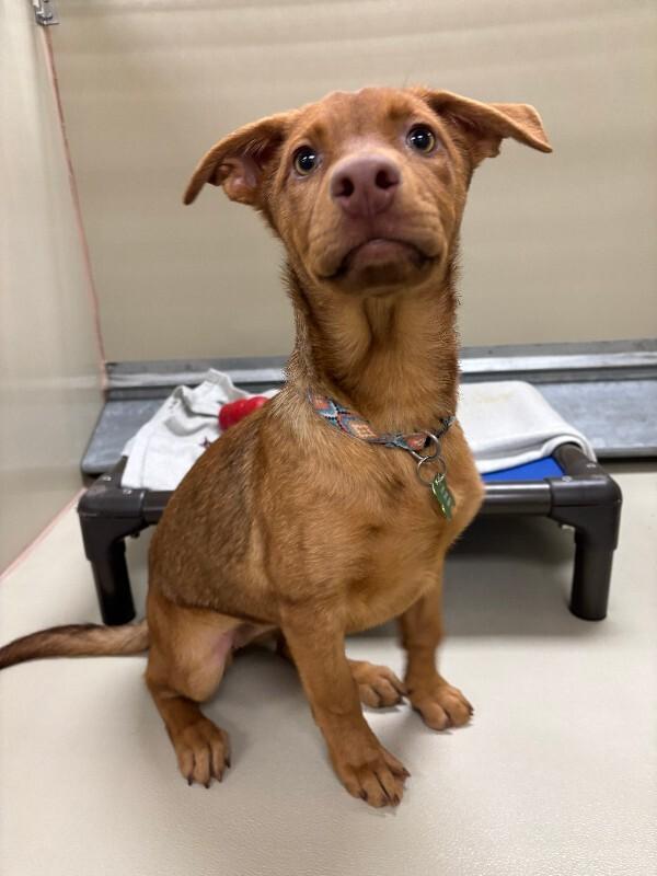 Java, a Adoptable mixed breed in Fort Collins, CO image 2/6