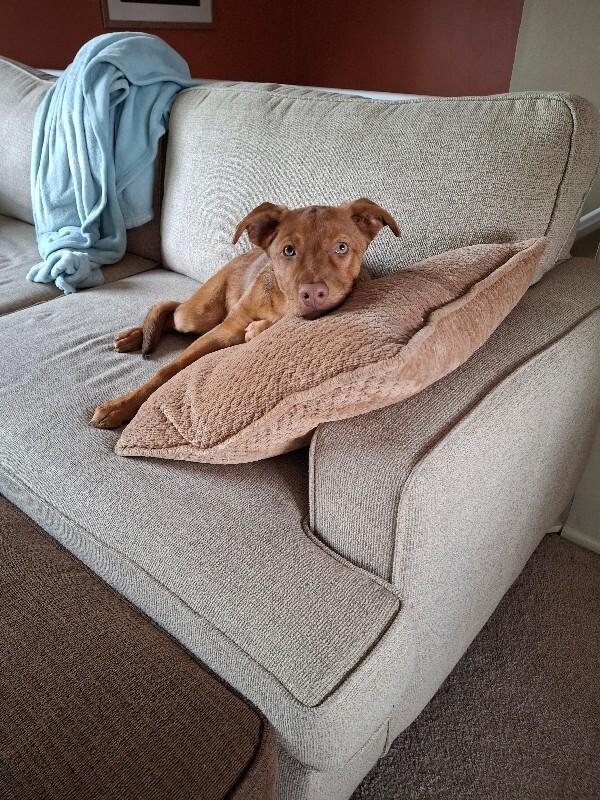 Enlarge Java, a Adoptable mixed breed in Fort Collins, CO image 3/6