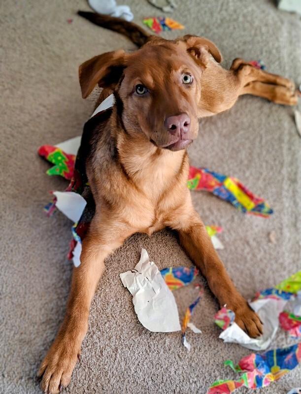 Enlarge Java, a Adoptable mixed breed in Fort Collins, CO image 4/6