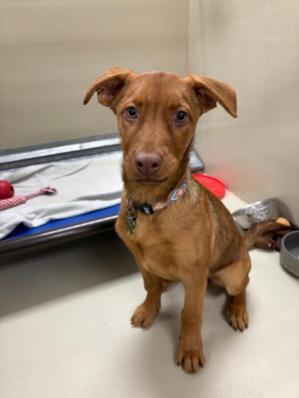 Java, a Adoptable mixed breed in Fort Collins, CO image 4/6