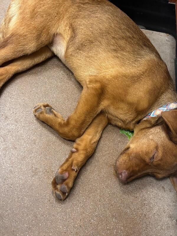 Java, a Adoptable mixed breed in Fort Collins, CO image 5/6