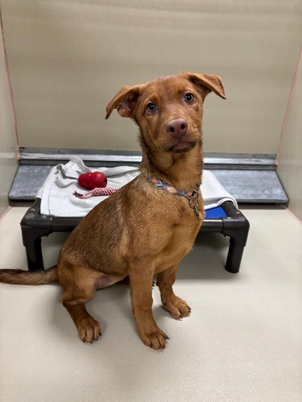 Java, a Adoptable mixed breed in Fort Collins, CO image 6/6