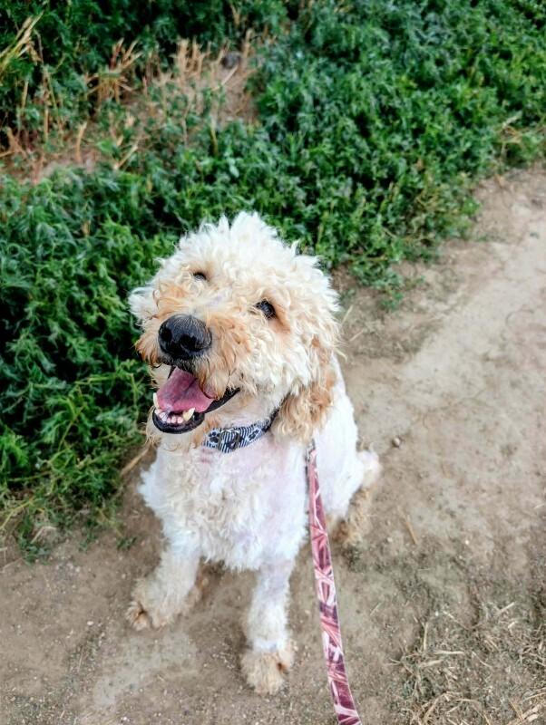 Curley, Adoptable, Adult Male Poodle.