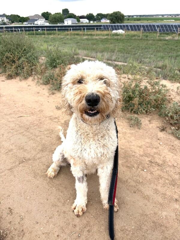 Enlarge Curley, a Adoptable Poodle in Windsor, CO image 2/6