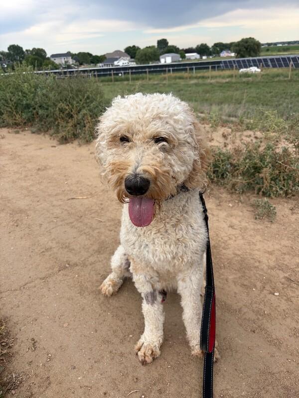 Enlarge Curley, a Adoptable Poodle in Windsor, CO image 3/6