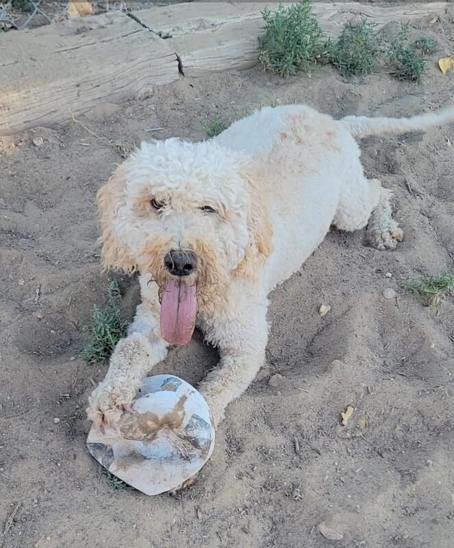 Enlarge Curley, a Adoptable Poodle in Windsor, CO image 4/6