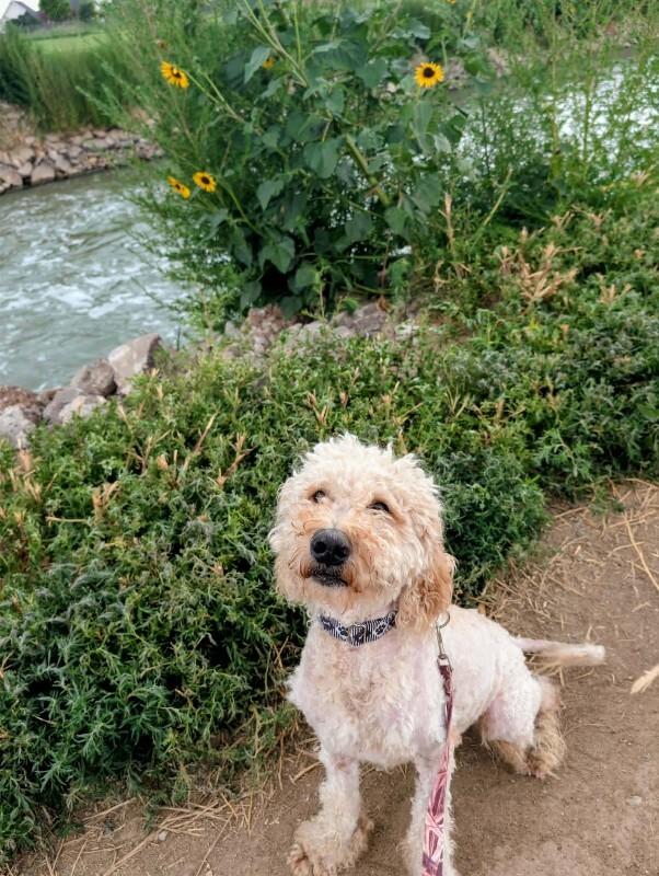 Enlarge Curley, a Adoptable Poodle in Windsor, CO image 5/6