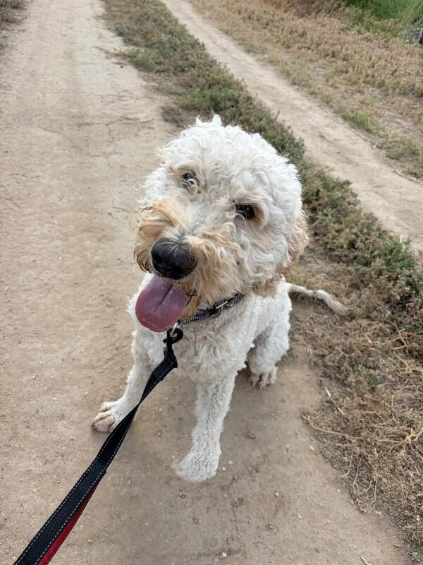 Enlarge Curley, a Adoptable Poodle in Windsor, CO image 6/6