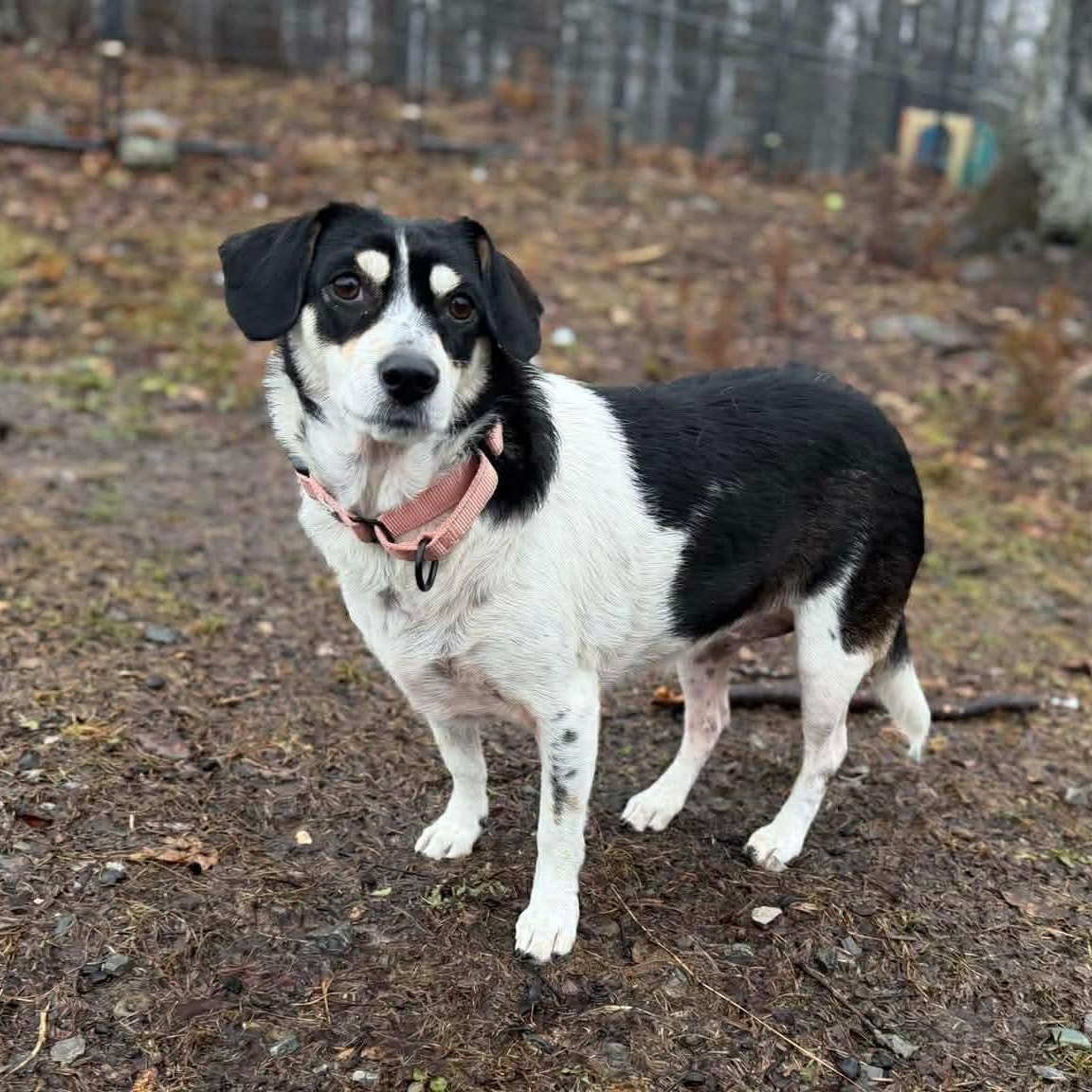 Snow White, adoptable, Young Female Mixed Breed.