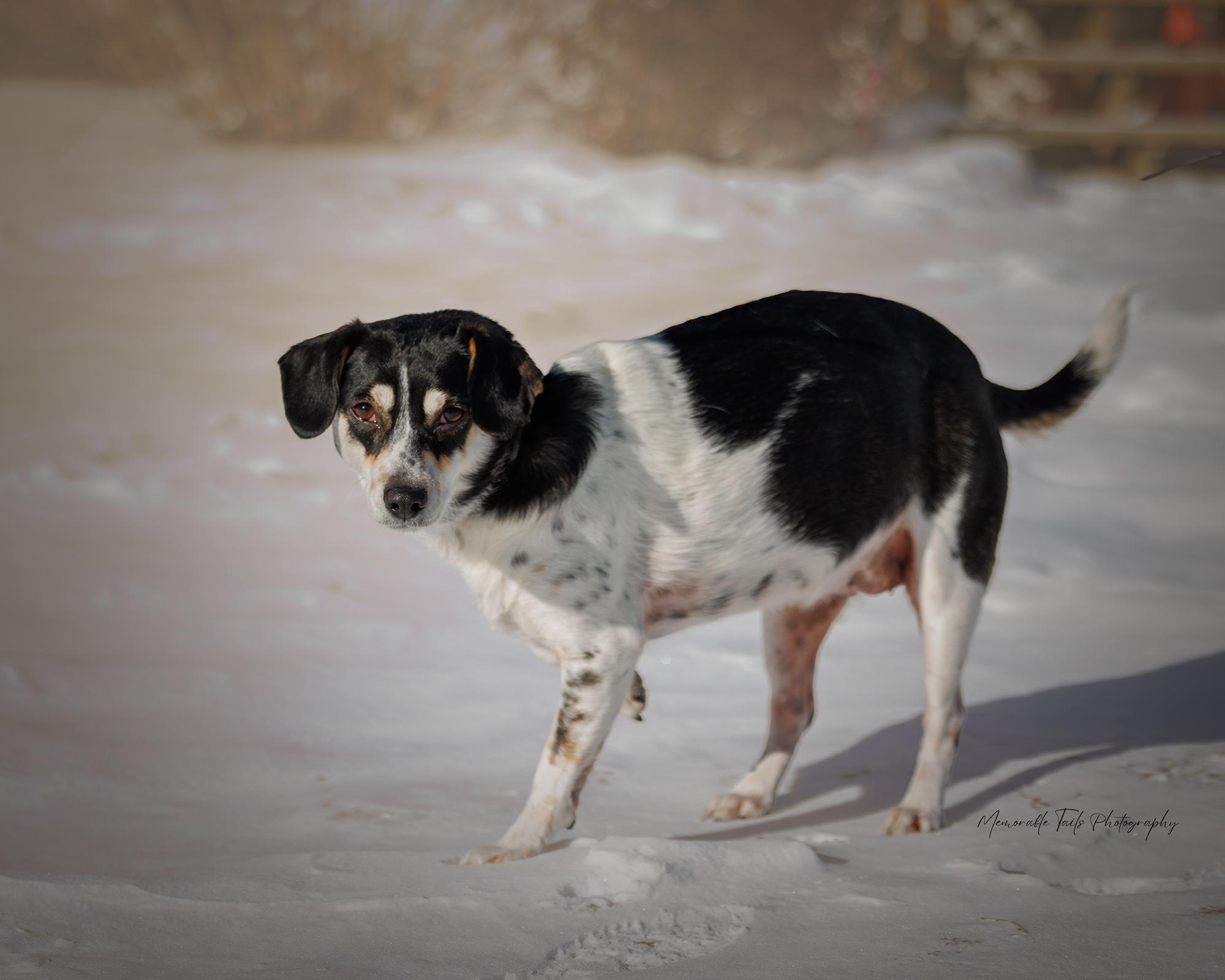 Snow White, an adoptable Mixed Breed in Argyle, NY image 1/6
