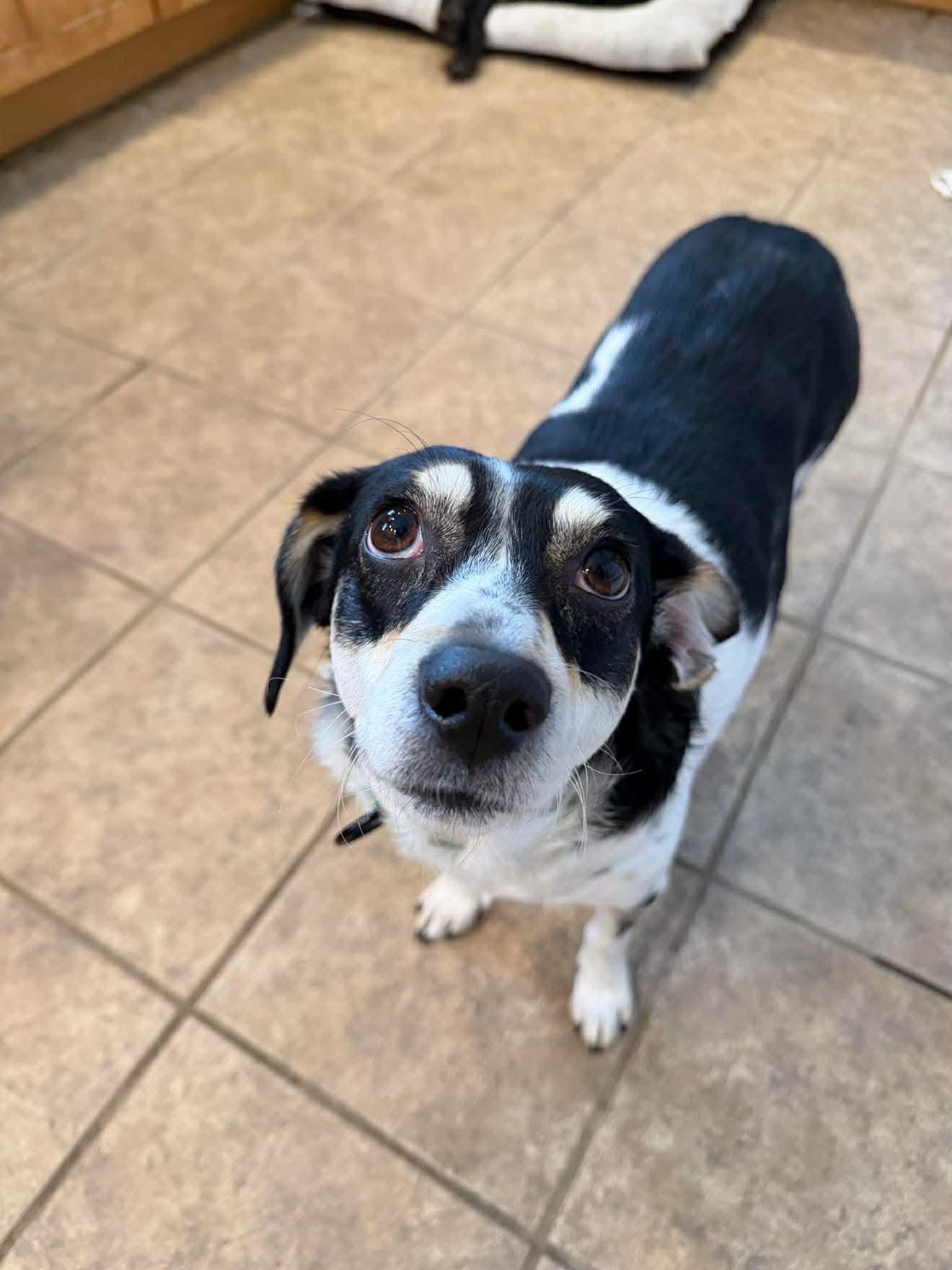 Snow White, adoptable, Young Female Mixed Breed.