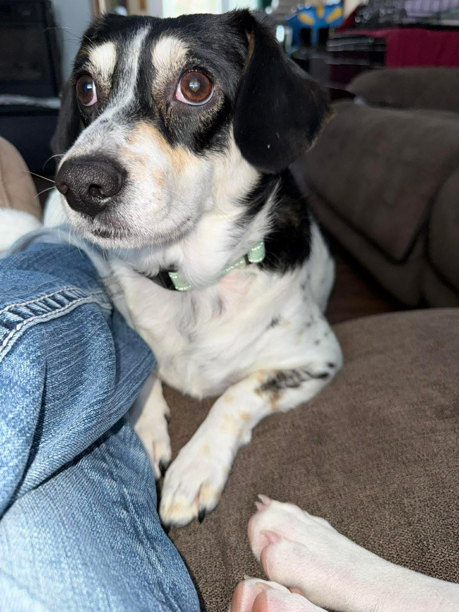 Snow White, an adoptable Mixed Breed in Argyle, NY image 4/6