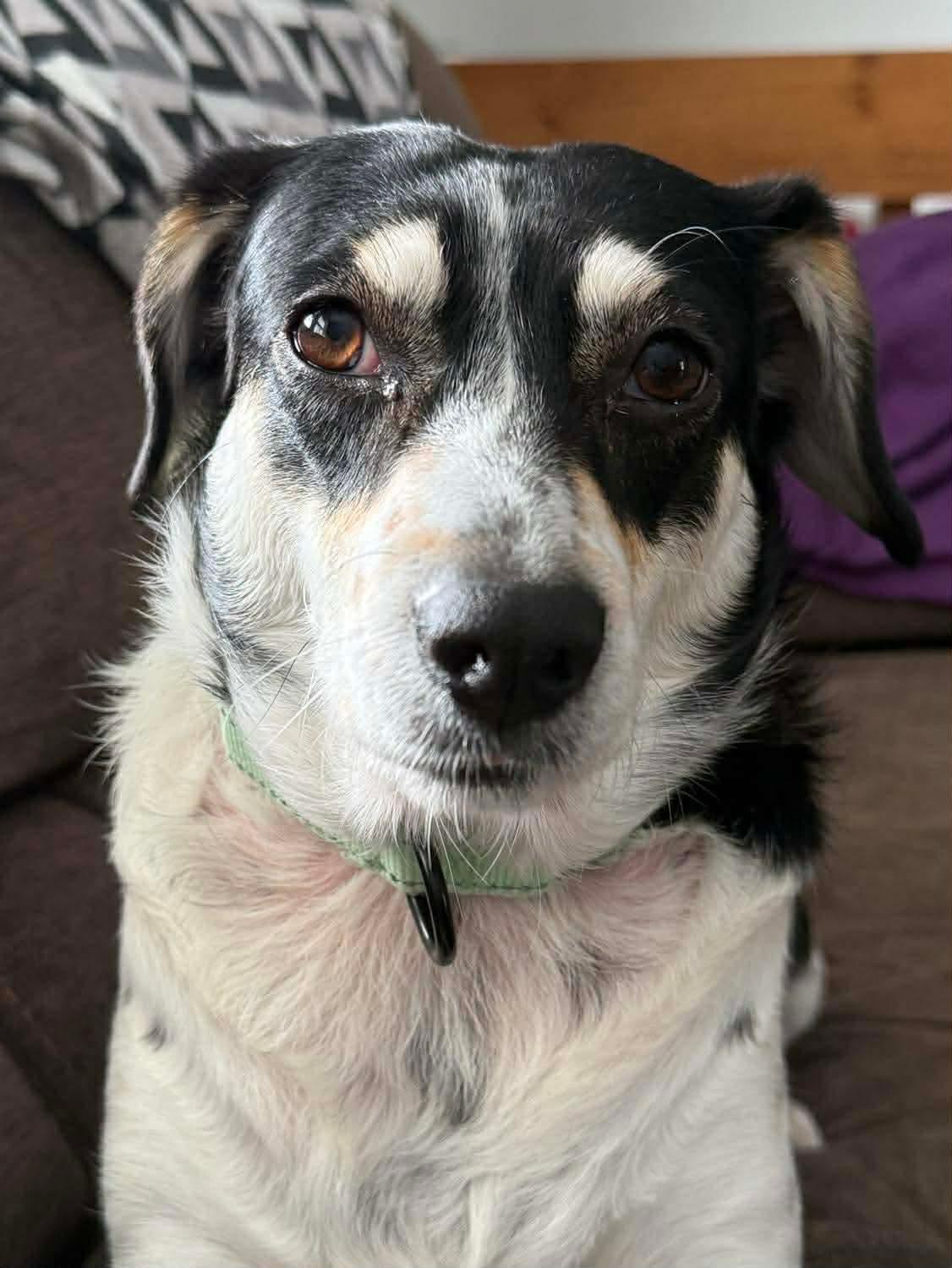 Snow White, an adoptable Mixed Breed in Argyle, NY image 3/6