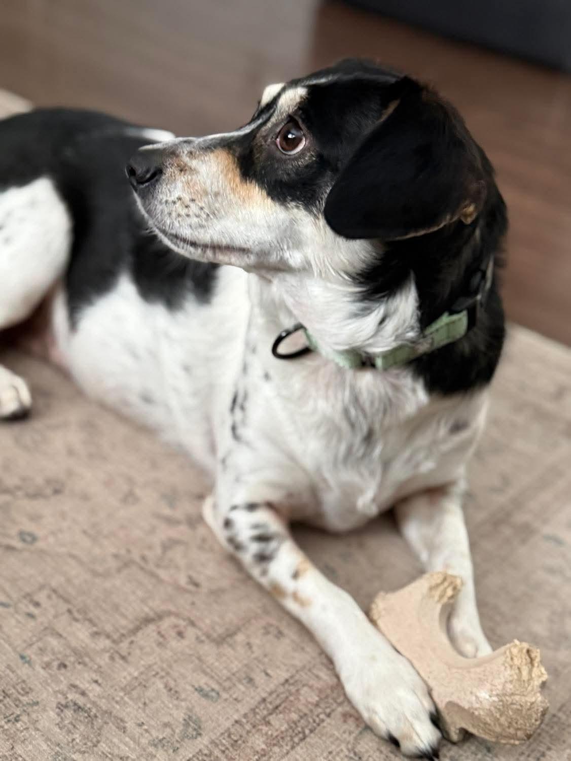 Enlarge Snow White, an adoptable Mixed Breed in Argyle, NY image 6/6