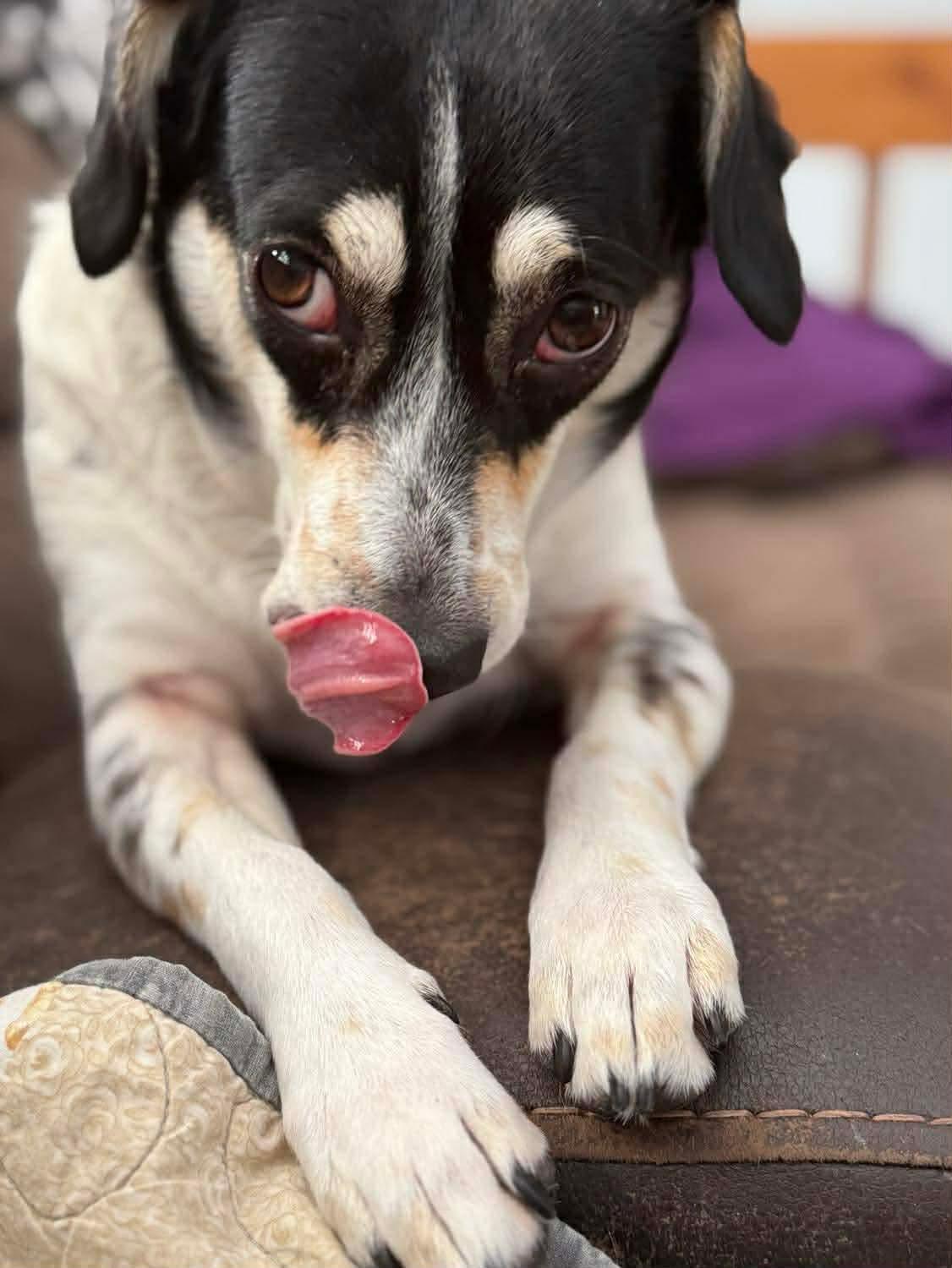 Snow White, an adoptable Mixed Breed in Argyle, NY image 2/6