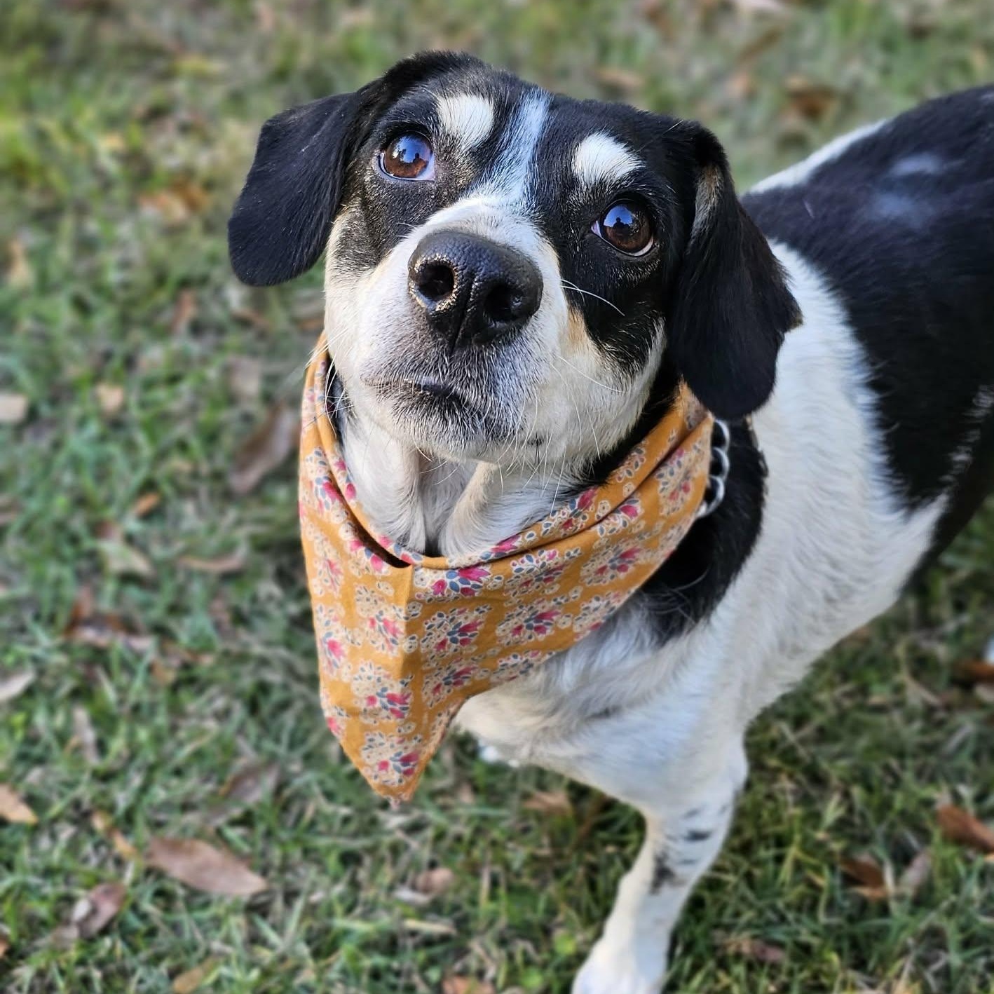 Enlarge Snow White, an adoptable Mixed Breed in Argyle, NY image 2/6