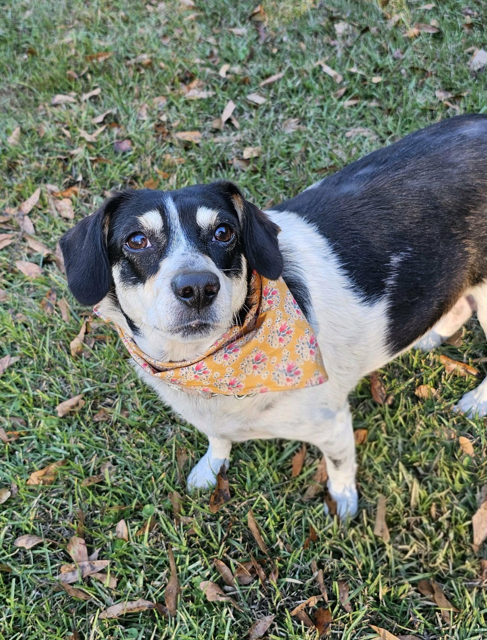 Enlarge Snow White, an adoptable Mixed Breed in Argyle, NY image 3/6