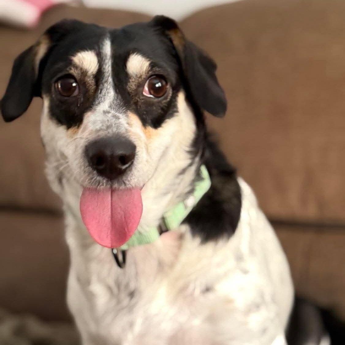 Enlarge Snow White, an adoptable Mixed Breed in Argyle, NY image 1/6