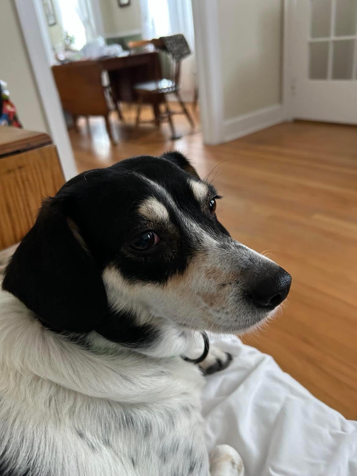 Enlarge Snow White, an adoptable Mixed Breed in Argyle, NY image 6/6