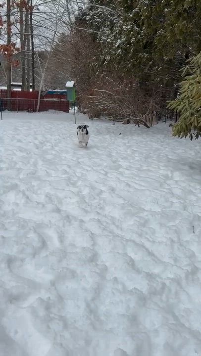 Enlarge Snow White, an adoptable Mixed Breed in Argyle, NY video 5/6