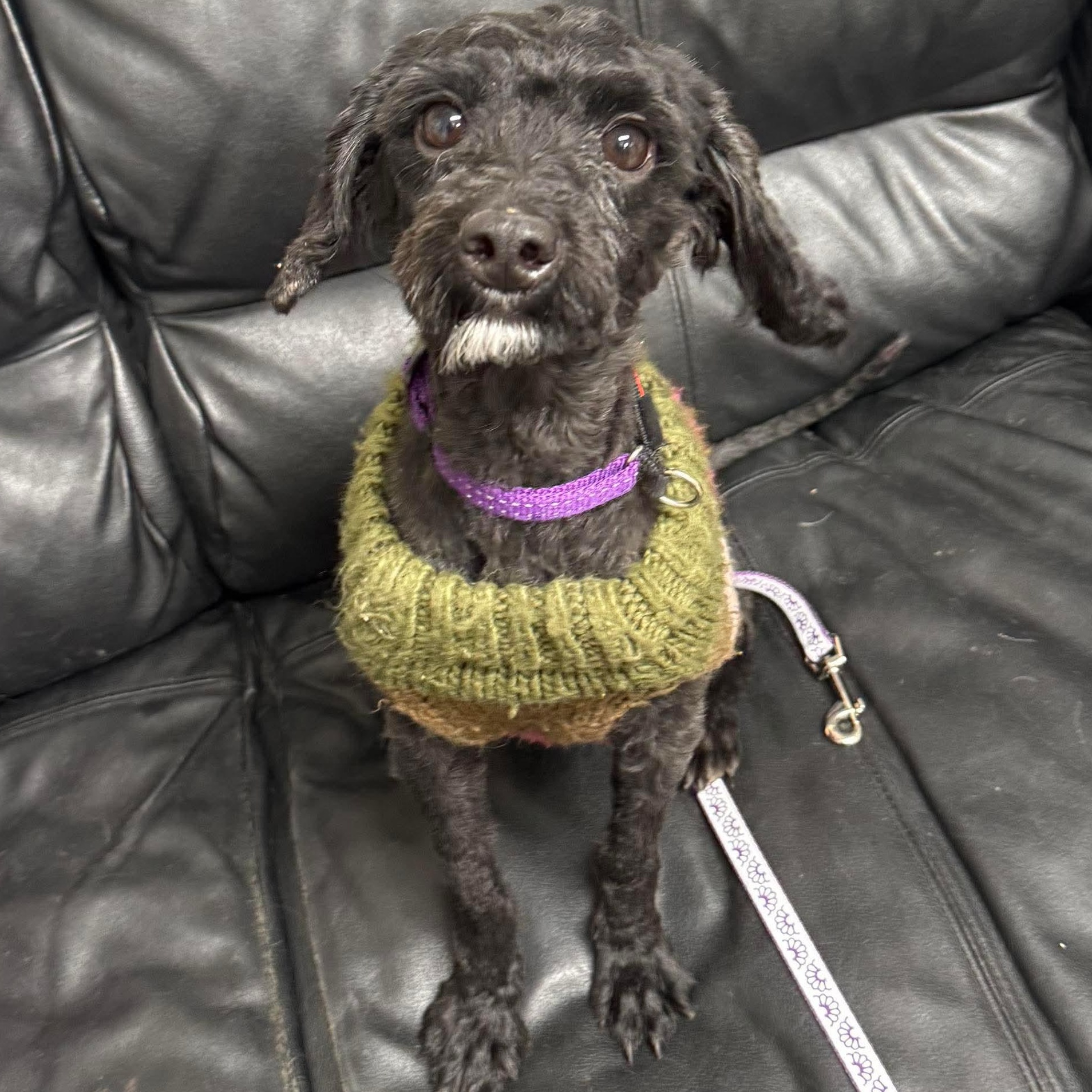 Buddy, Adoptable, Young Male Poodle.