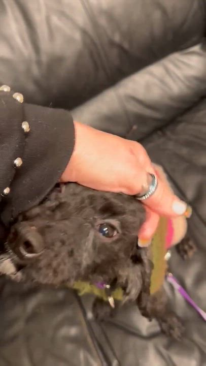 Enlarge Buddy, a Adoptable mixed breed in Rochester, NY video 2/3