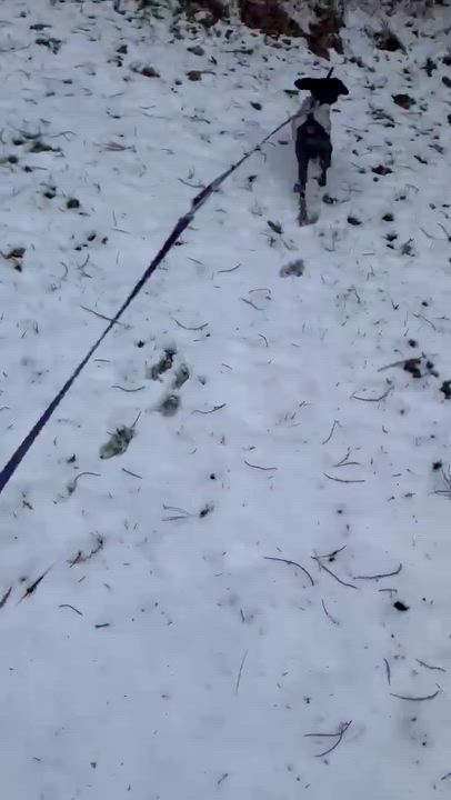 Enlarge Buddy, a Adoptable mixed breed in Rochester, NY video 3/3