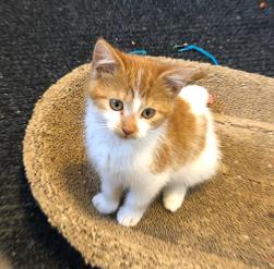 Enlarge Sachi, a ADOPTABLE Domestic Short Hair in Plymouth, MN image 2/2