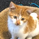 Sachi, ADOPTABLE, Kitten Female Domestic Short Hair.