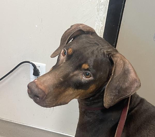 Zena, Adoptable, Adult Female Doberman Pinscher.