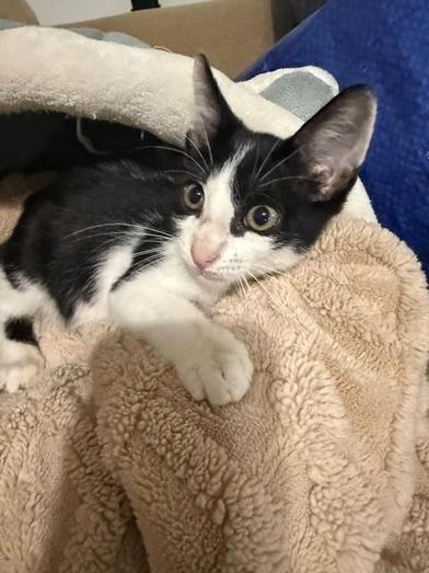 Koda, Adoptable, Kitten Male Domestic Short Hair.