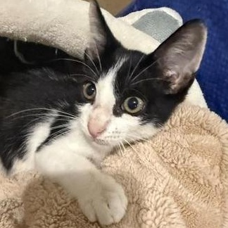 Enlarge Koda, a Adoptable Domestic Short Hair in Latham, NY image 3/6