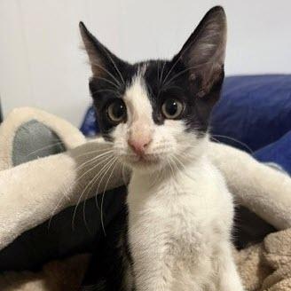 Enlarge Koda, a Adoptable Domestic Short Hair in Latham, NY image 2/6