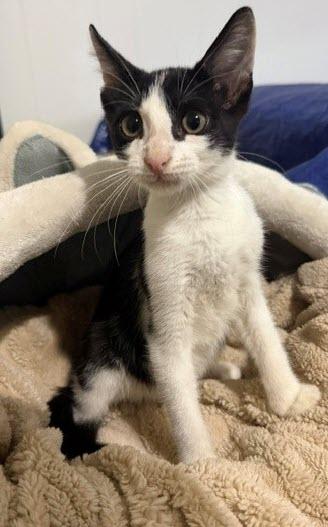 Enlarge Koda, a Adoptable Domestic Short Hair in Latham, NY image 5/6