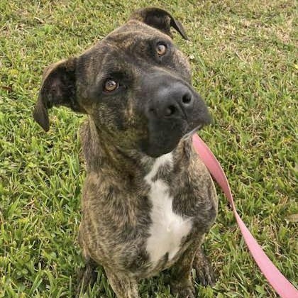 RUFUS, Young Male Mixed Breed