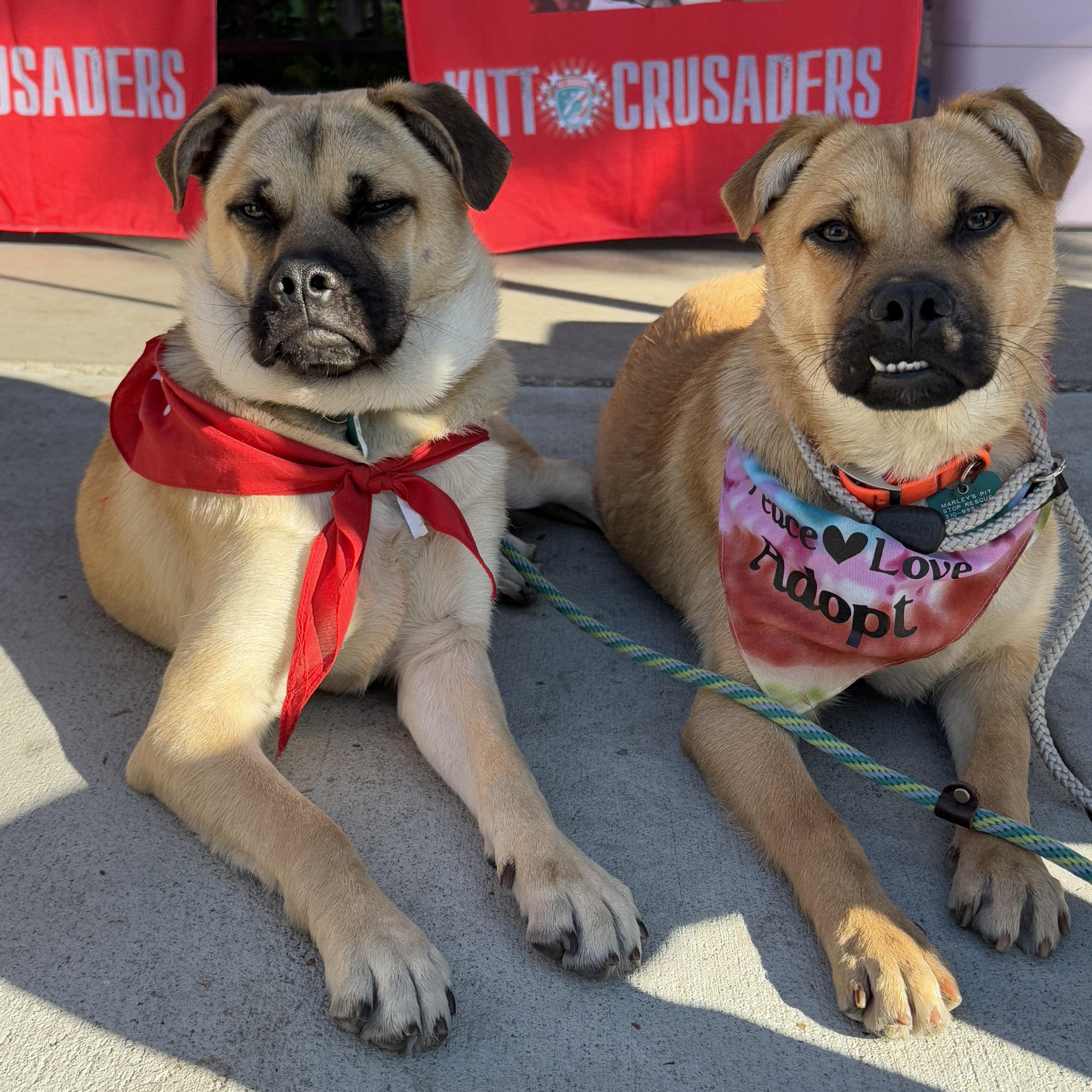 Bob & Mike, Adoptable, Young Male Puggle & Pug.