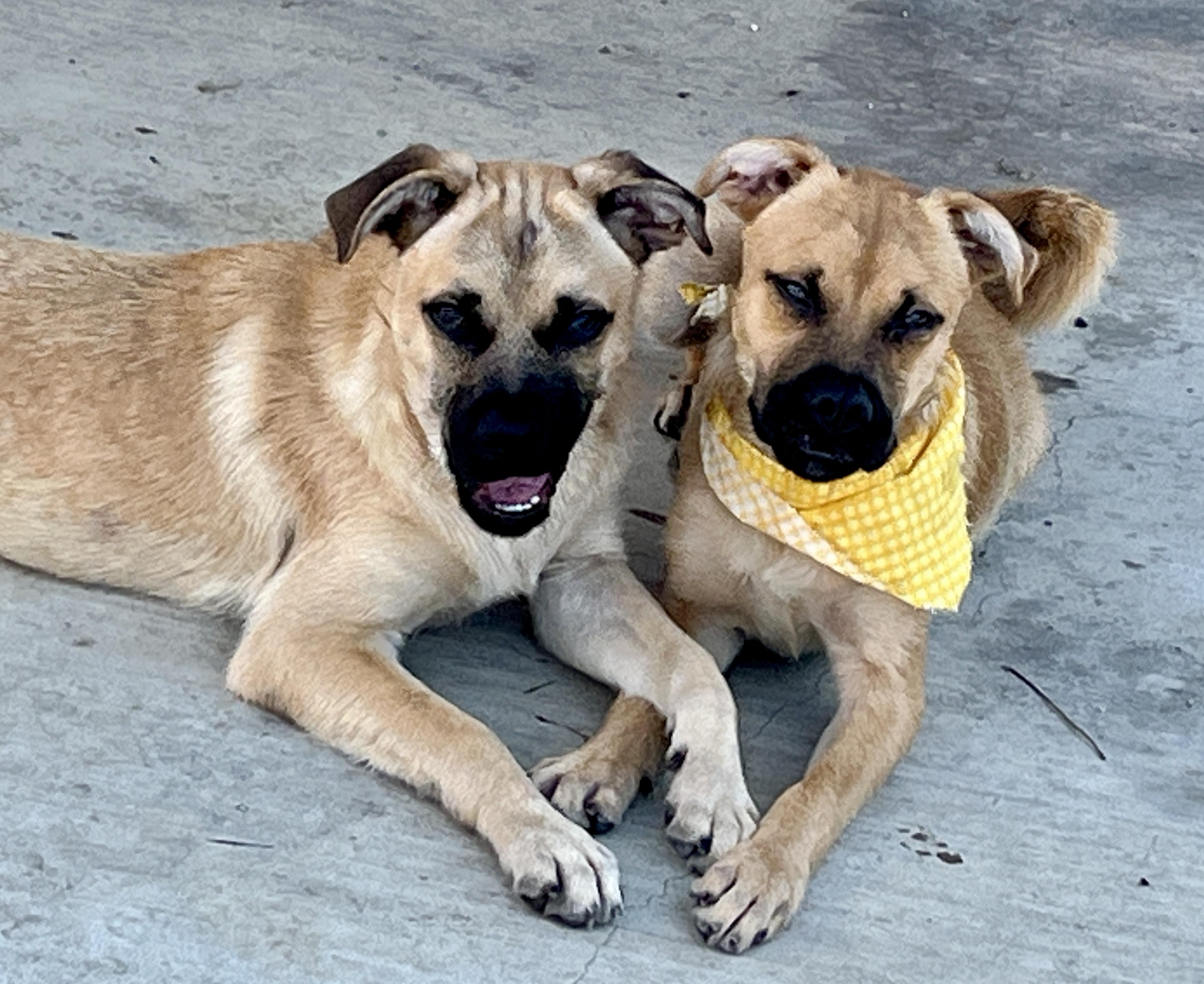Bob & Mike, a Adoptable mixed breed in El Segundo, CA image 4/5