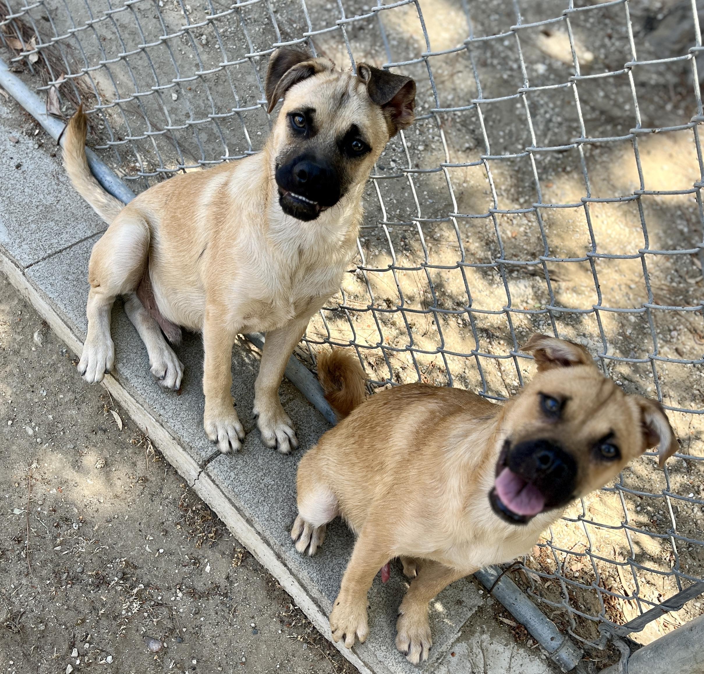 Bob & Mike, a Adoptable mixed breed in El Segundo, CA image 3/5